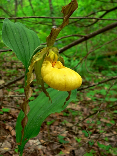 {Cypripedium pubescens}